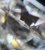 Diament Brylant 1ct., G/VVS1, 3xEx.